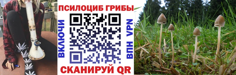 где продают наркотики  Химки  KRAKEN tor  Псилоцибиновые грибы мицелий 